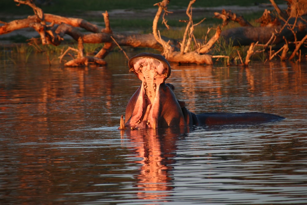 a hippopotamus in a body of water with trees in the background