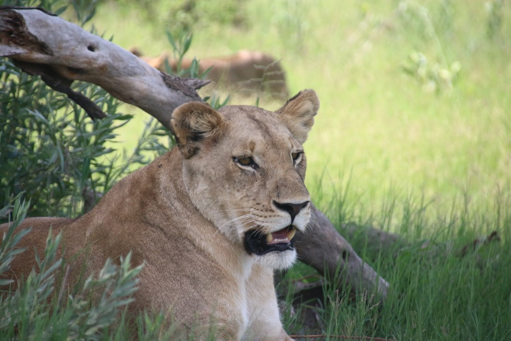 a lion laying in the grass next to a tree