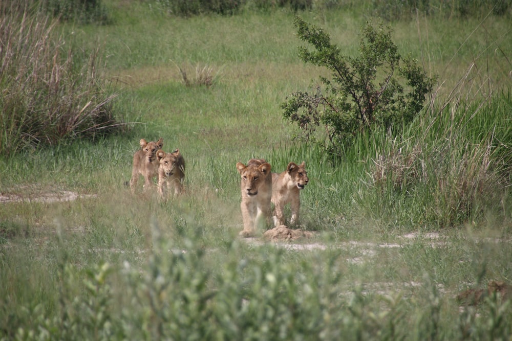 a group of lions walking across a lush green field