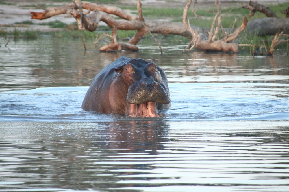 a hippopotamus in a body of water with trees in the background