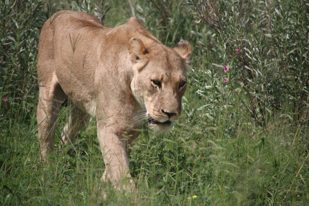 a large lion walking through a lush green field