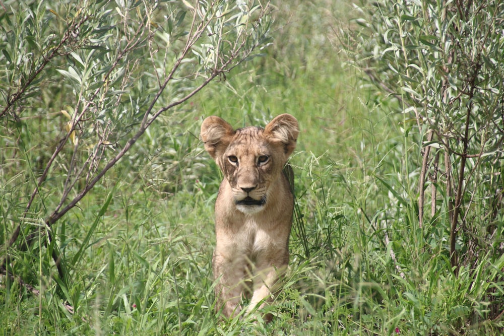 a young lion walking through a lush green field