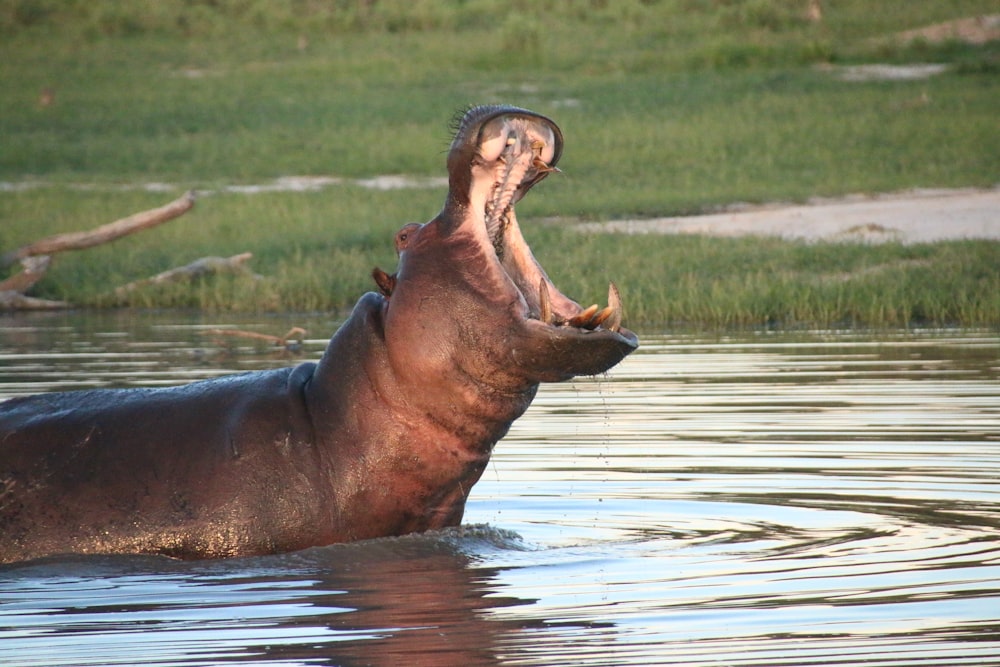 a hippopotamus in a body of water with its mouth open