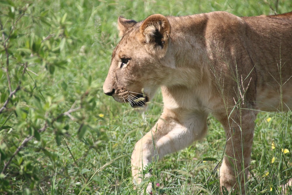 a young lion walking through a lush green field