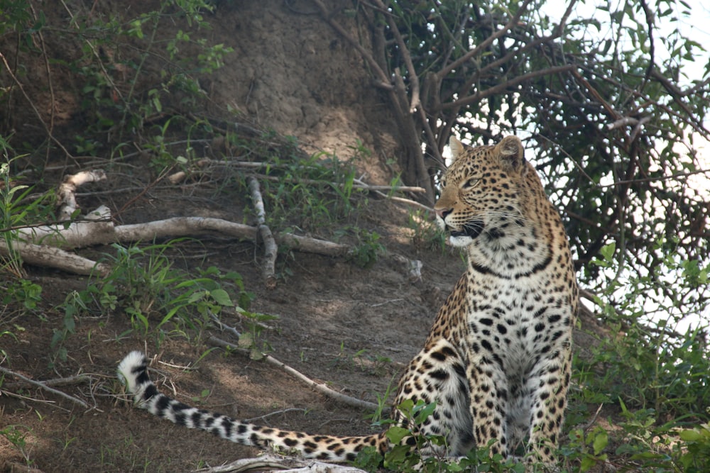 a leopard sitting in the shade of a tree