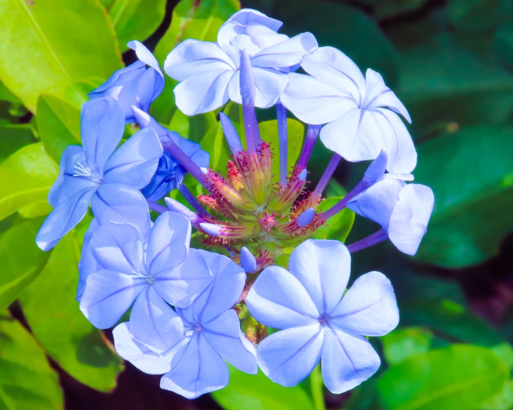 a close up of a blue flower with green leaves in the background