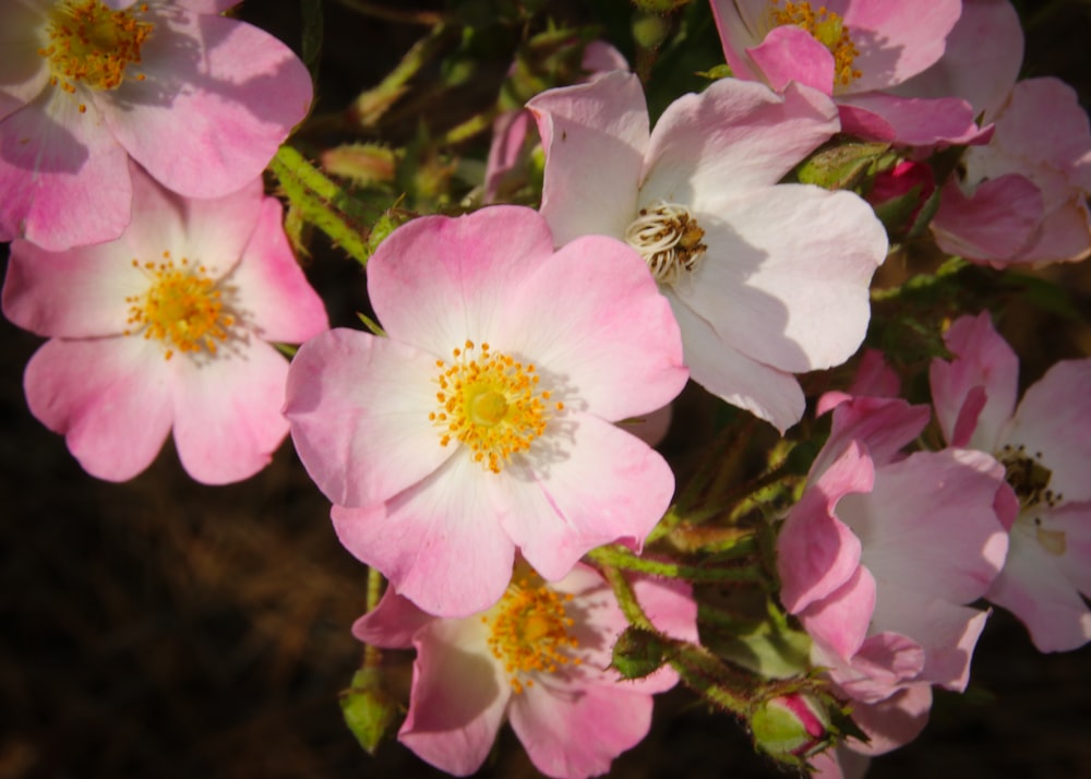 a group of pink and white flowers on a plant
