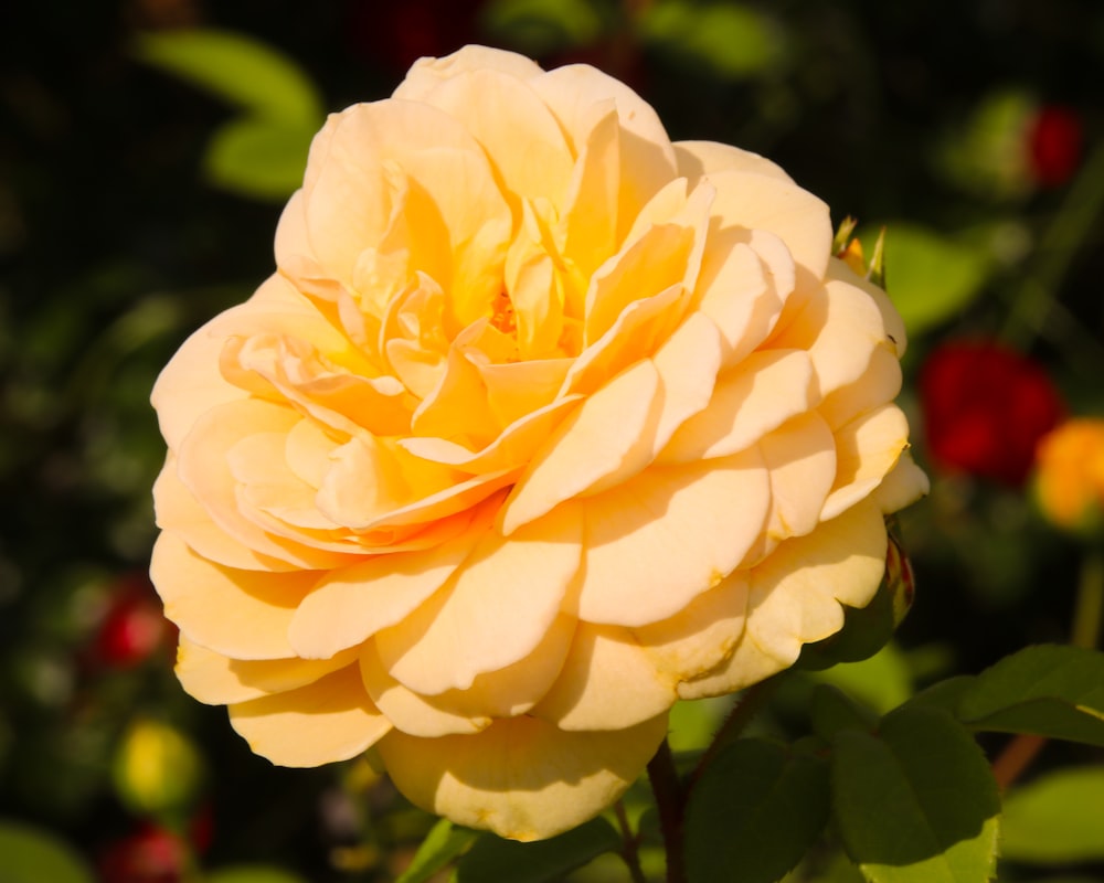 a yellow rose is blooming in a garden