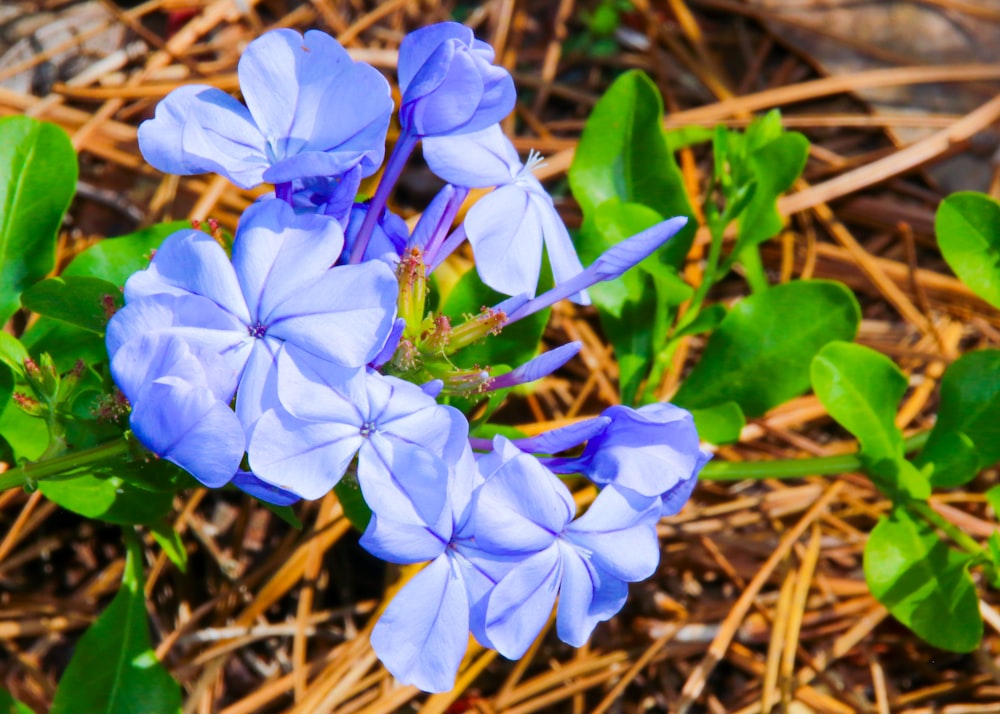 a group of blue flowers sitting on top of a forest floor