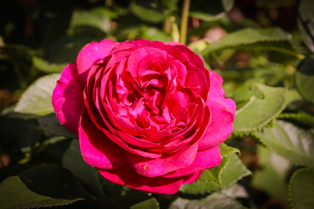 a pink rose is blooming in a garden