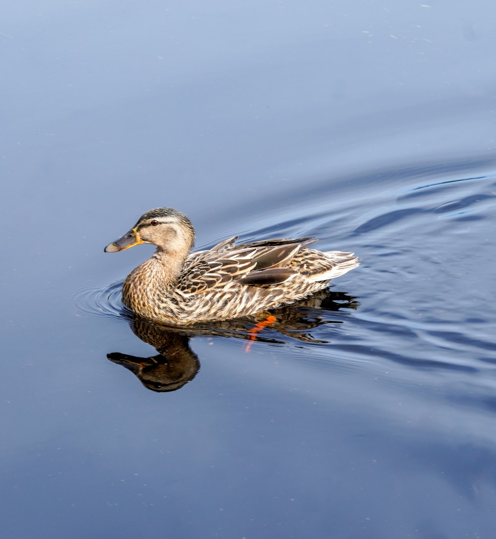 a duck floating on top of a body of water