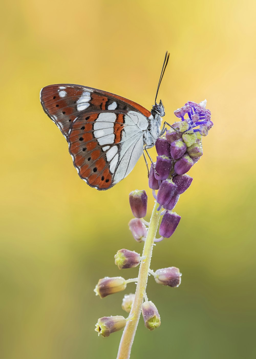 a butterfly sitting on top of a purple flower