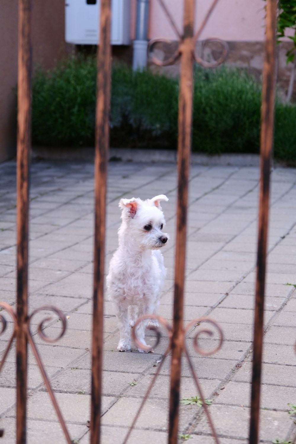 a small white dog standing behind a fence