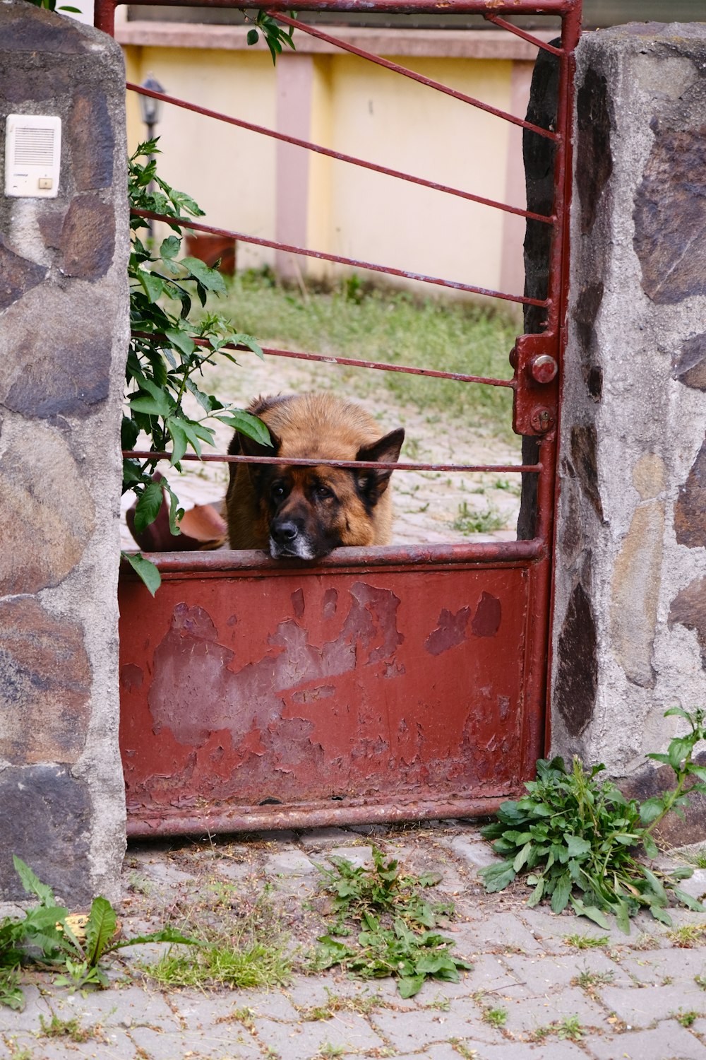 a dog sticking its head out of a gate