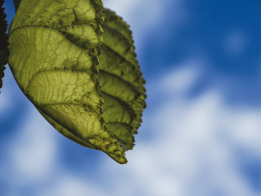 a close up of a green leaf against a blue sky