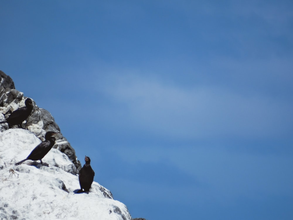 a flock of birds sitting on top of a snow covered mountain