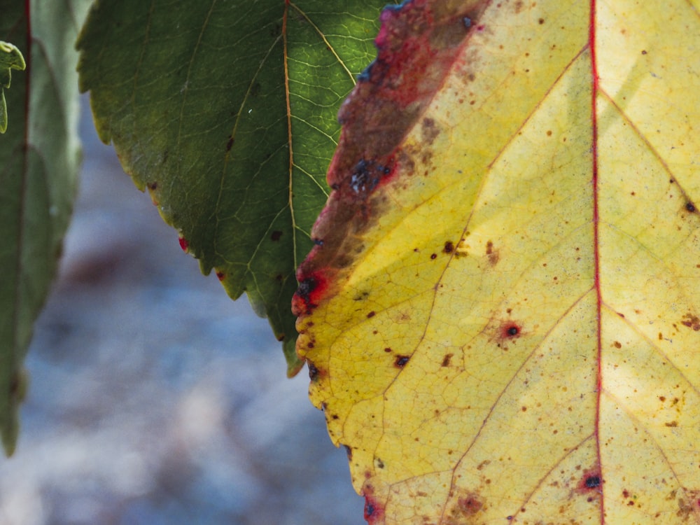 a close up of a leaf on a tree