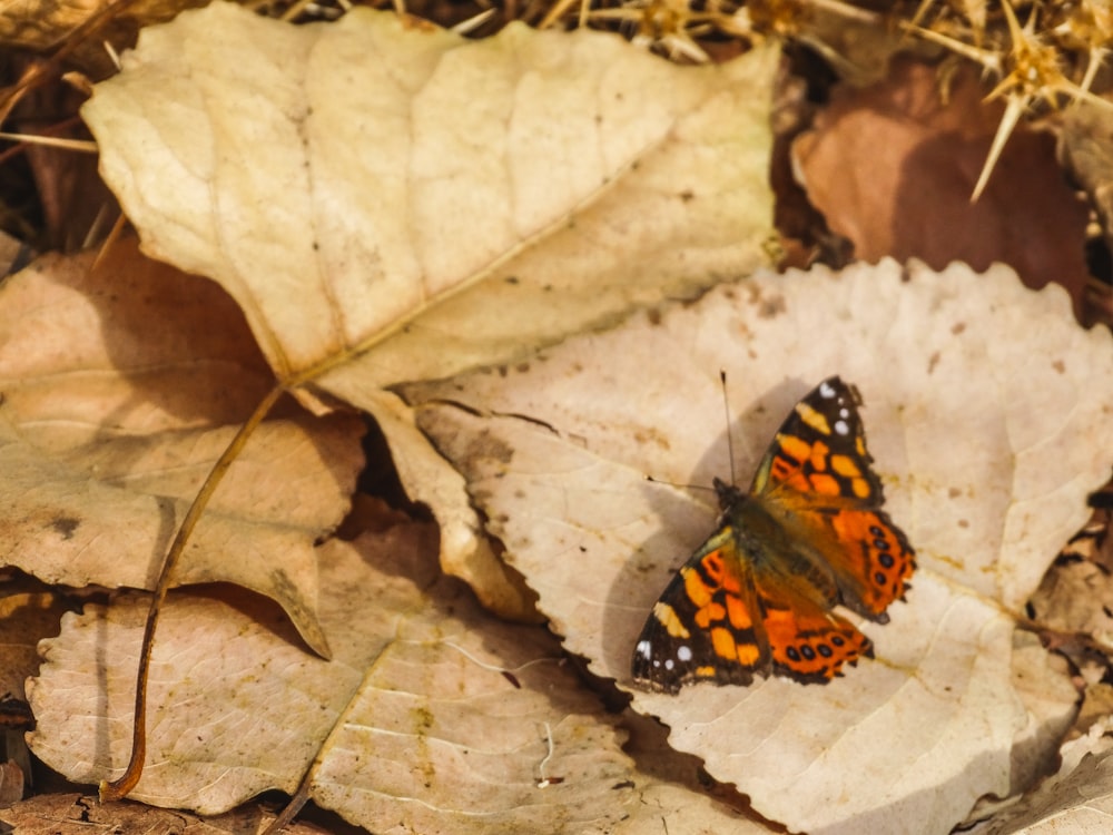 a small orange and black butterfly sitting on a leaf
