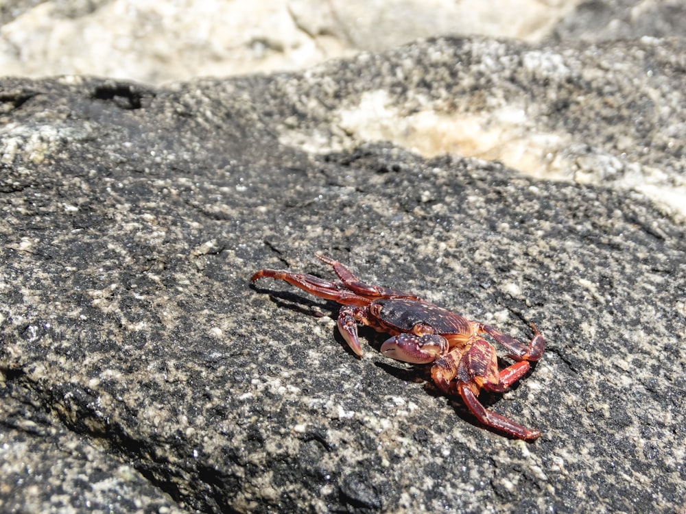 a scorpion crawling on a rock in the sun
