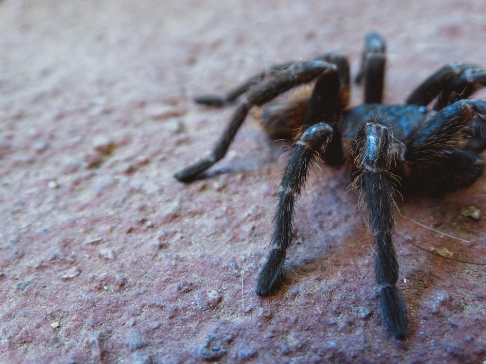 a close up of a black spider on a rock