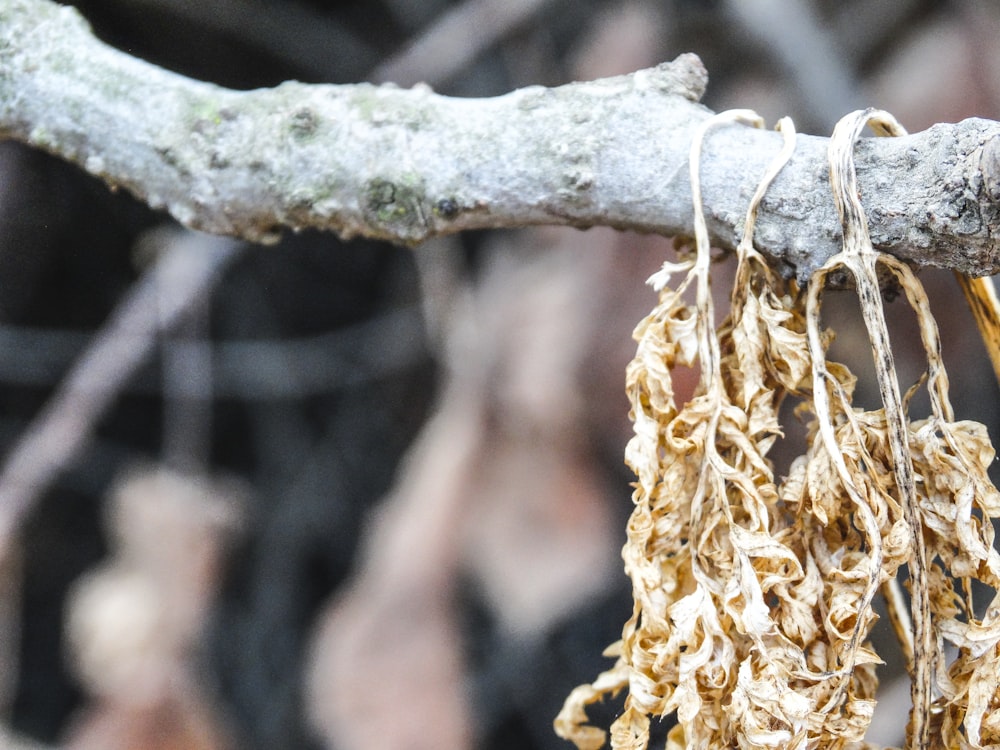 a close up of a tree branch with a bunch of dead leaves hanging from it