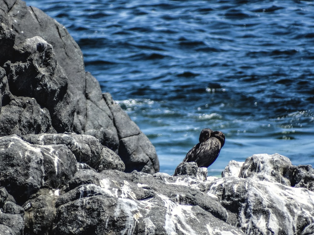 a bird sitting on a rock near the ocean