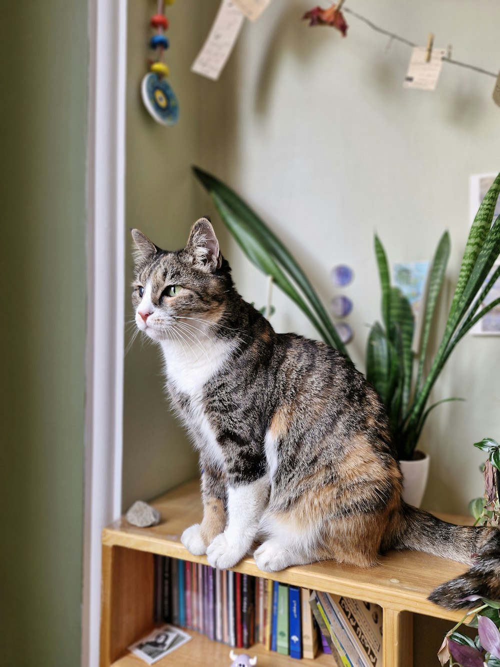 a cat sitting on top of a wooden shelf next to a potted plant