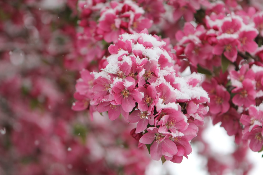 a bunch of pink flowers covered in snow