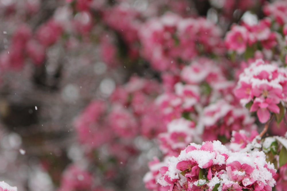 a bunch of pink flowers covered in snow