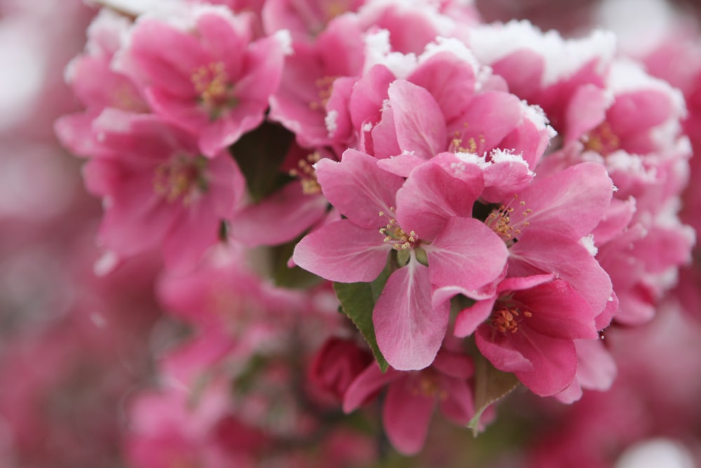 a bunch of pink flowers with snow on them