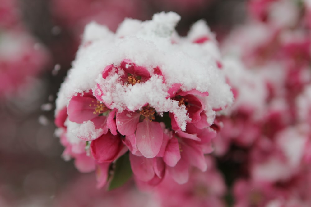 a close up of a flower with snow on it