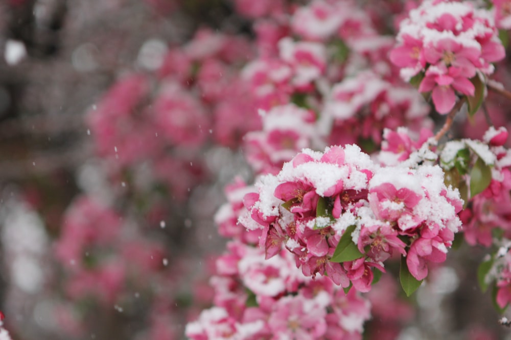 a bunch of pink flowers that are in the snow