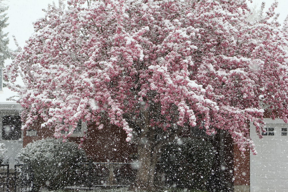 a tree in front of a house covered in snow