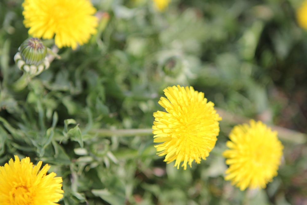 a close up of a bunch of yellow flowers