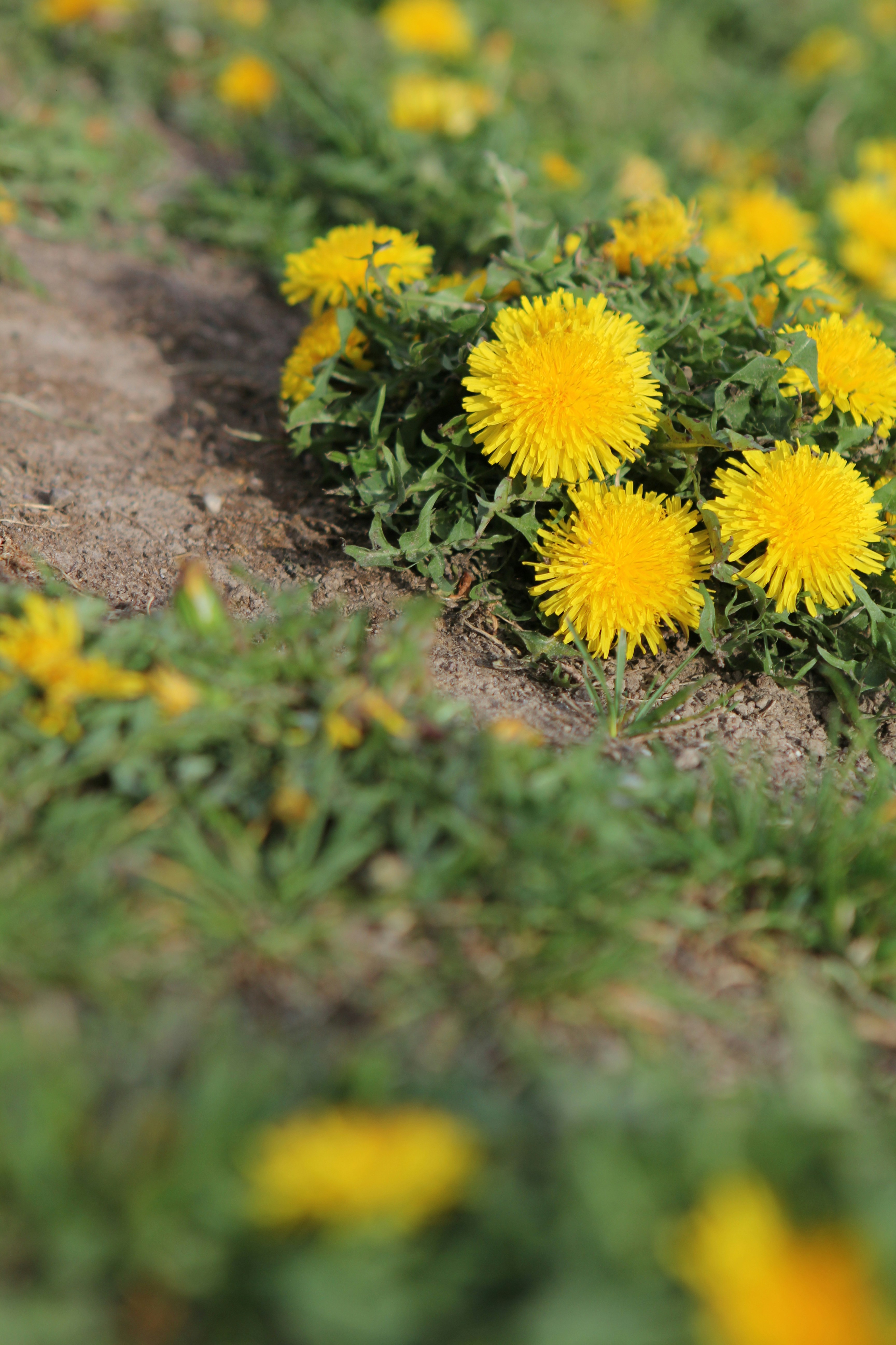 a bunch of yellow dandelions in a field