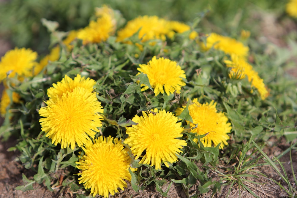a bunch of yellow dandelions growing in the dirt