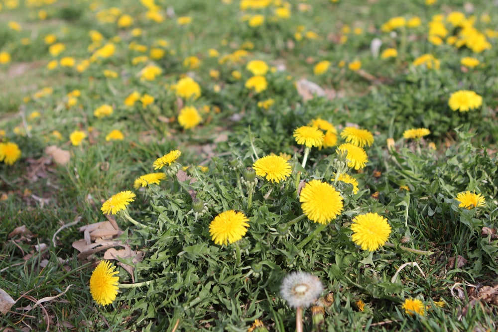 a field full of yellow dandelions in the grass
