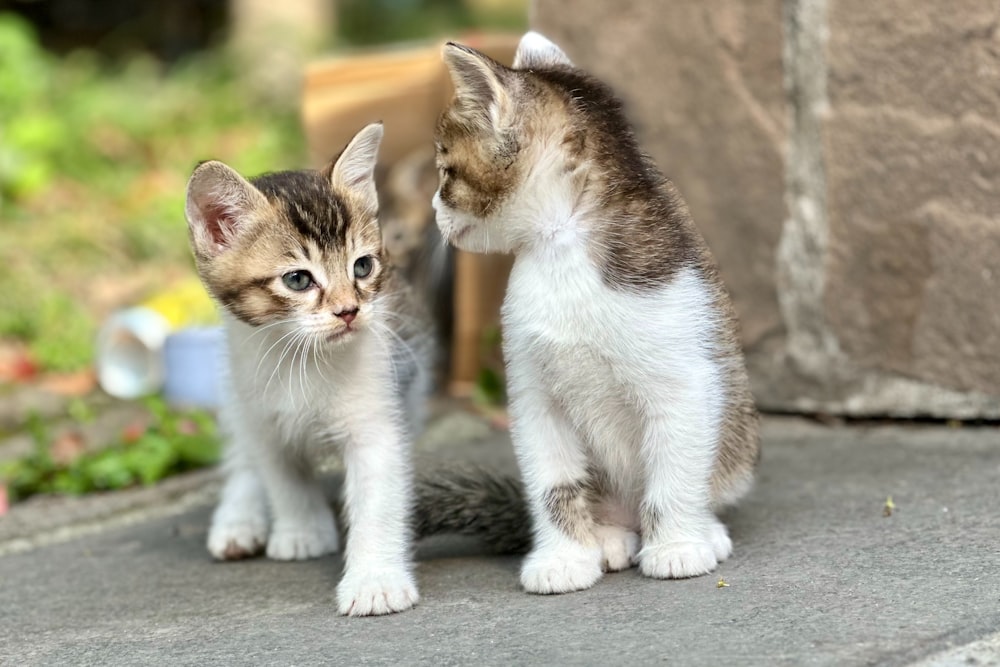 a couple of kittens standing next to each other