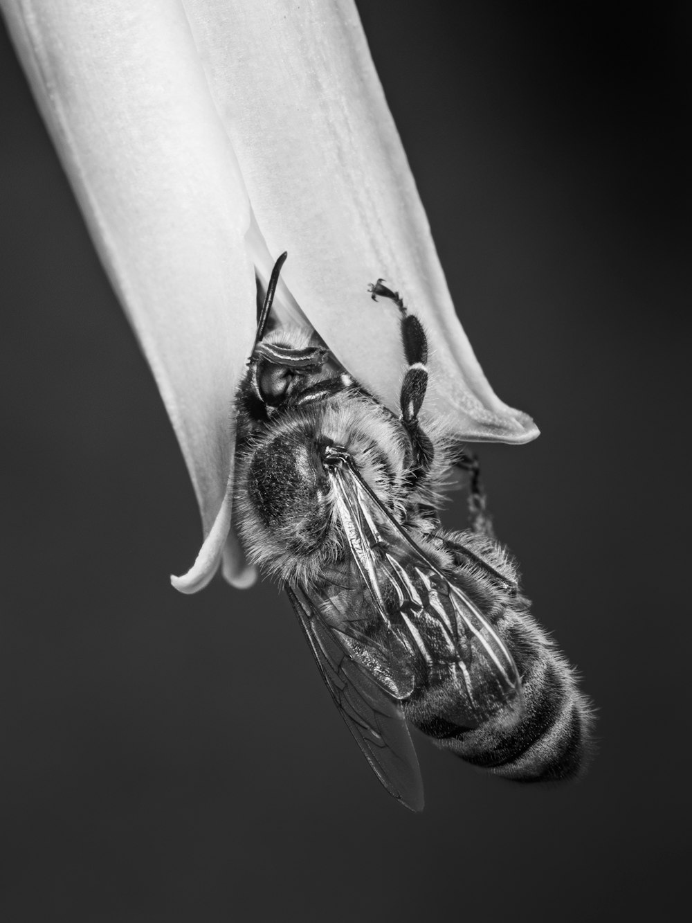 a black and white photo of a bee on a flower