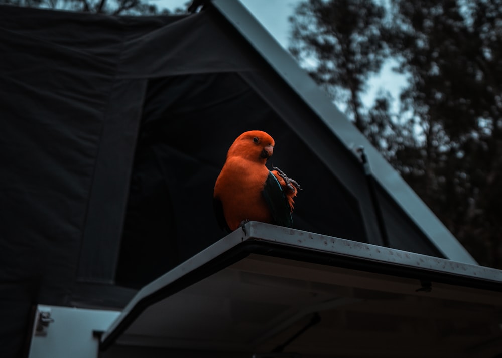 Un pájaro sentado en lo alto de un tejado junto a una tienda de campaña