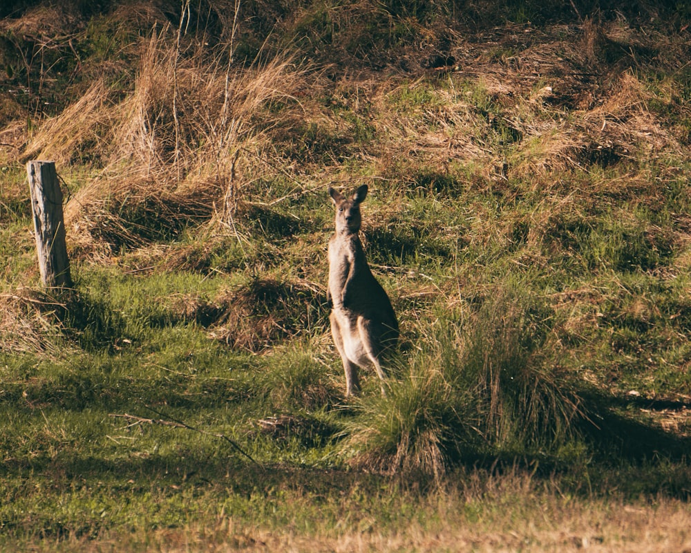 a kangaroo standing on its hind legs in a field