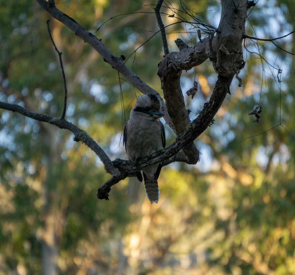 a bird sitting on a branch of a tree