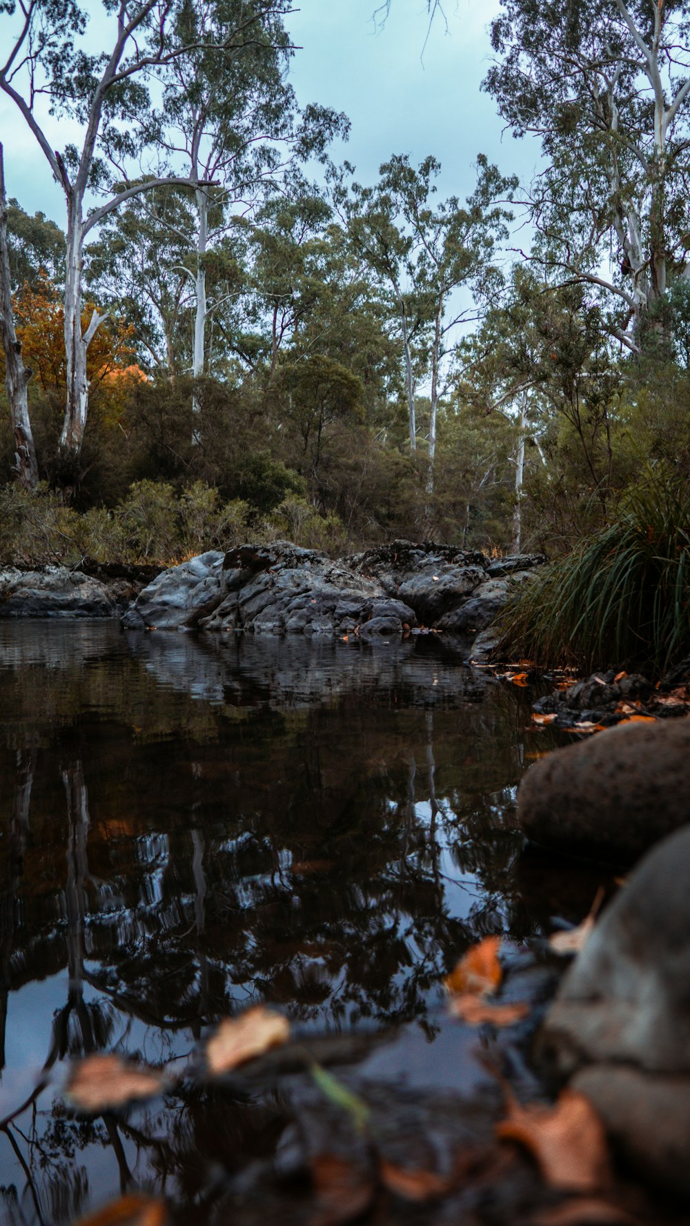 a body of water surrounded by trees and rocks