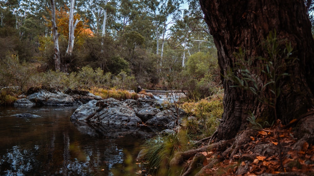 a river running through a lush green forest