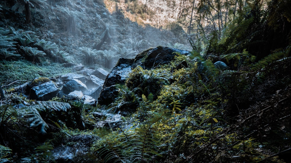 a stream running through a lush green forest