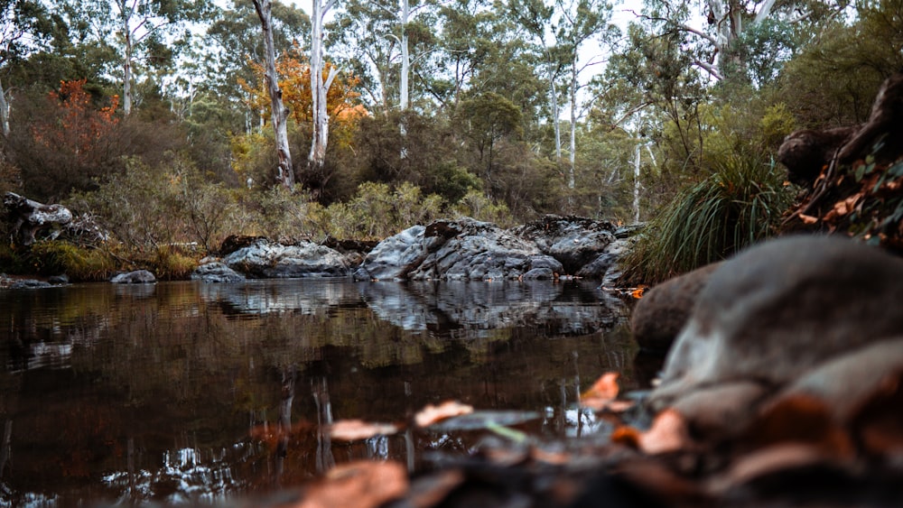 a body of water surrounded by trees and rocks