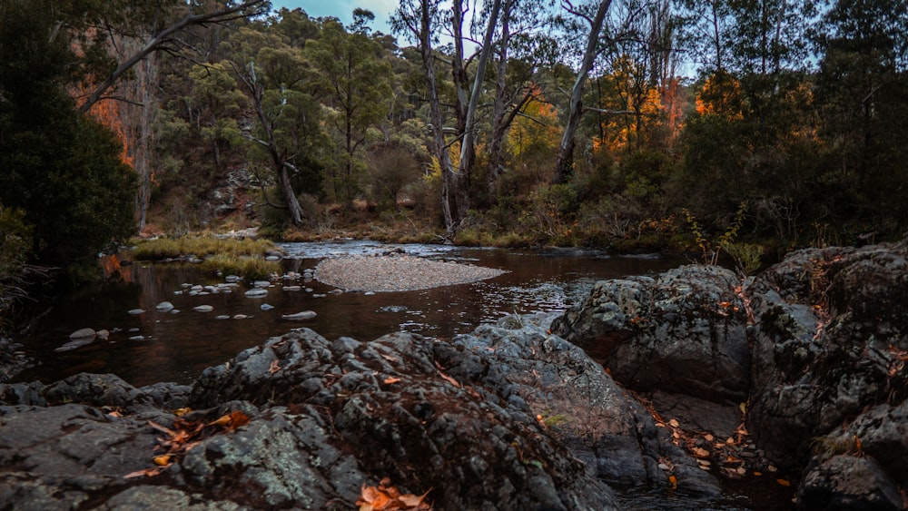 a river running through a lush green forest