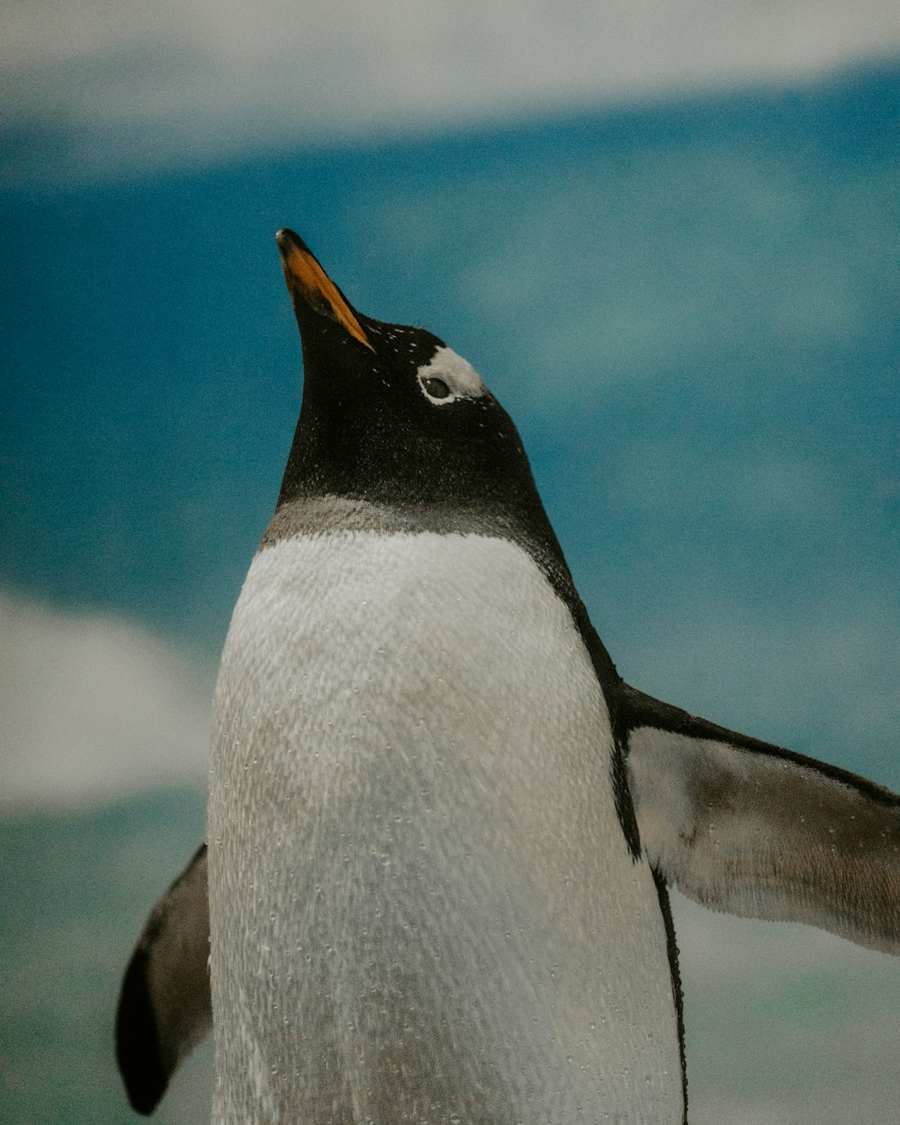 a close up of a penguin with its eyes closed