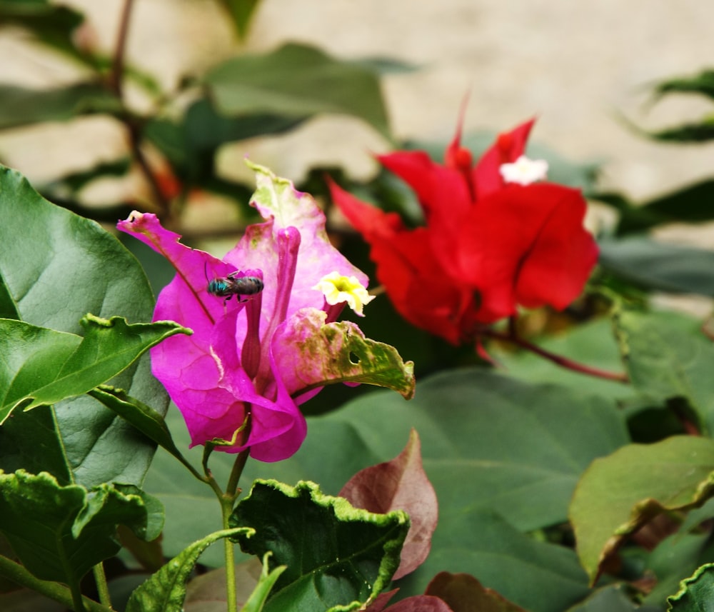 a red and a pink flower in a garden
