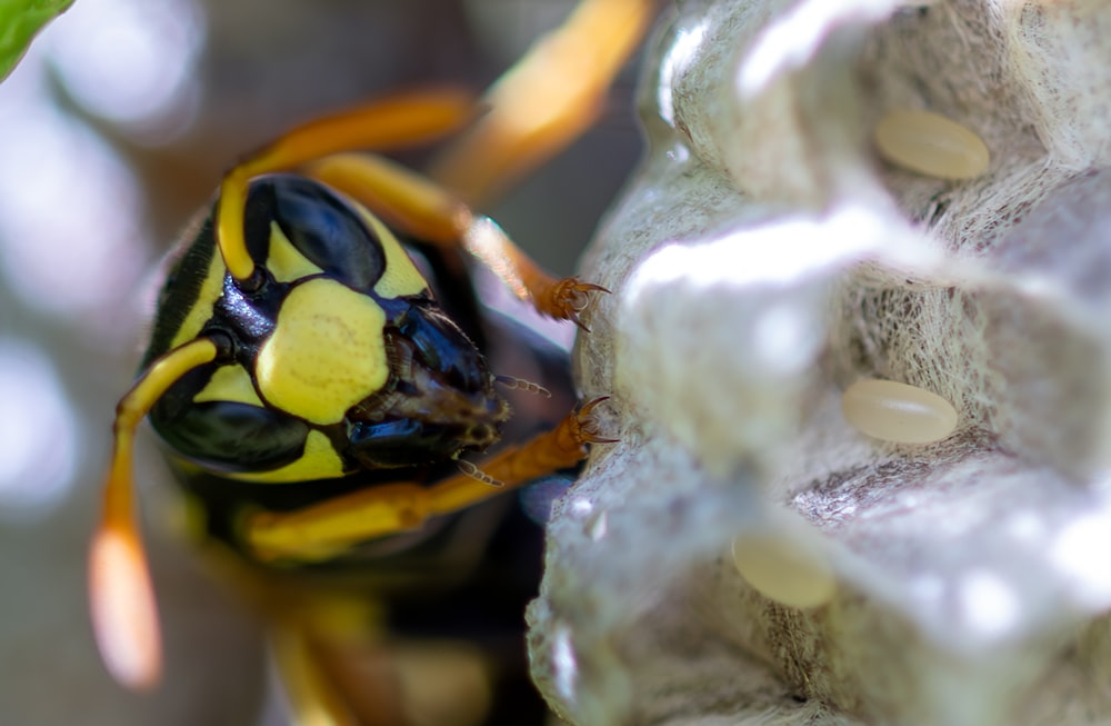 a close up of a yellow and black insect